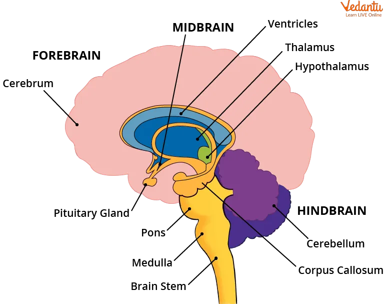 Speed Thrills, But Do Speed Wins? The Truth About Fast Games and Your Brain